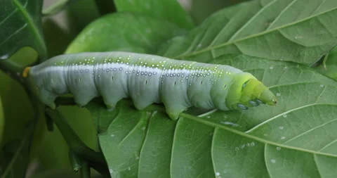 Oleander Hawk Moth resting on a green plant Vídeos de archivo 347506100