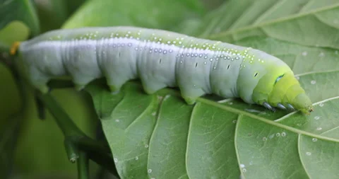 Oleander Hawk Moth resting on a green plant Vídeos de archivo 347507126