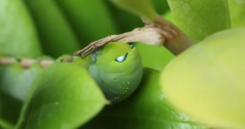 Oleander Hawk Moth resting on a green plant Video stock 347507603