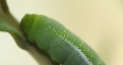 Oleander Hawk Moth resting on a green plant Video stock 347507861