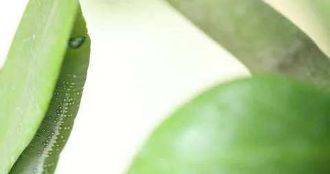 Oleander Hawk Moth resting on a green plant Video stock 347507865