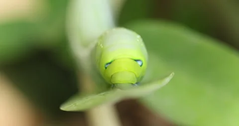 Oleander Hawk Moth resting on a green plant Video stock 347508172