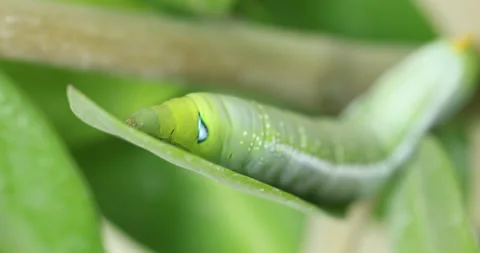Oleander Hawk Moth resting on a green plant Vídeo Stock 347508173