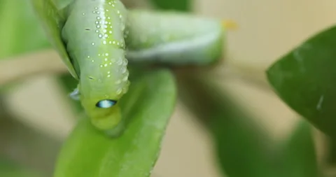 Oleander Hawk Moth resting on a green plant Stockbeeldmateriaal 347508291