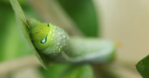 Oleander Hawk Moth resting on a green plant Vídeos de archivo 347508294