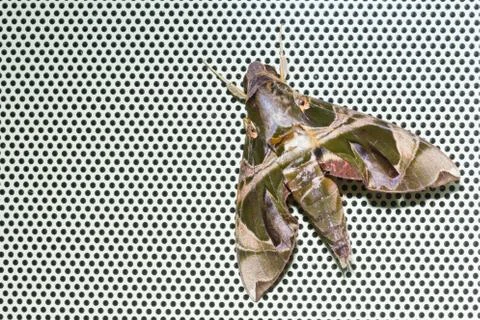 Oleander Hawkmoth Stock Photos