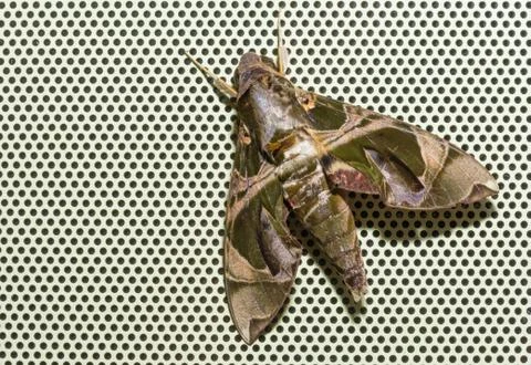 Oleander Hawkmoth Stock Photos
