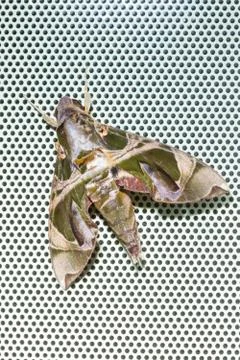 Oleander Hawkmoth Stock Photos