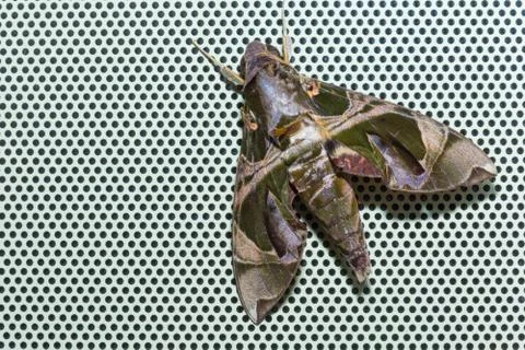 Oleander Hawkmoth Stock Photos