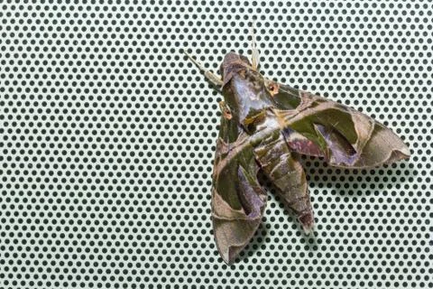 Oleander Hawkmoth Stock Photos