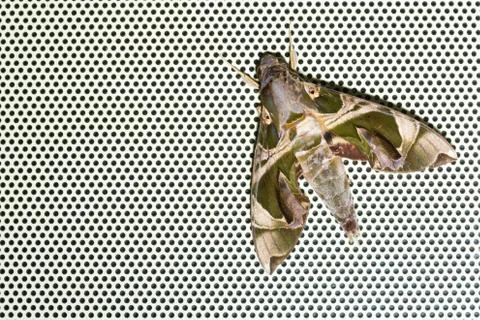 Oleander Hawkmoth Stock Photos