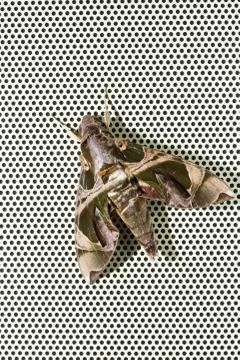 Oleander Hawkmoth Stock Photos