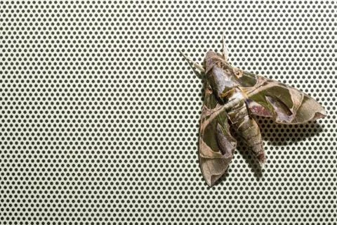 Oleander Hawkmoth Stock Photos