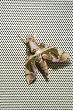 Oleander Hawkmoth Stock Photos