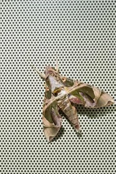 Oleander Hawkmoth Stock Photos
