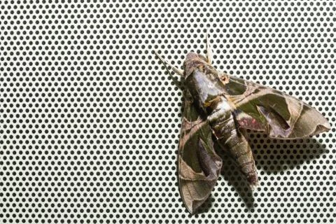 Oleander Hawkmoth Stock Photos