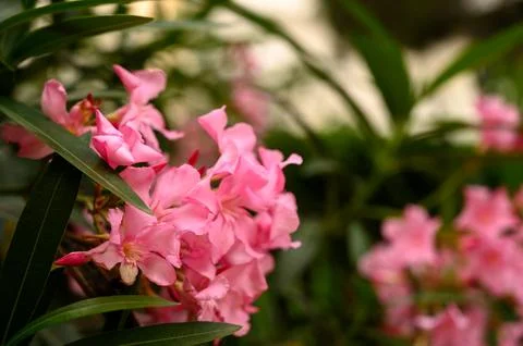 Oleander Leaf Close-Up Lanceolate, Leathery, and Glossy Green Foliage Stock Photos