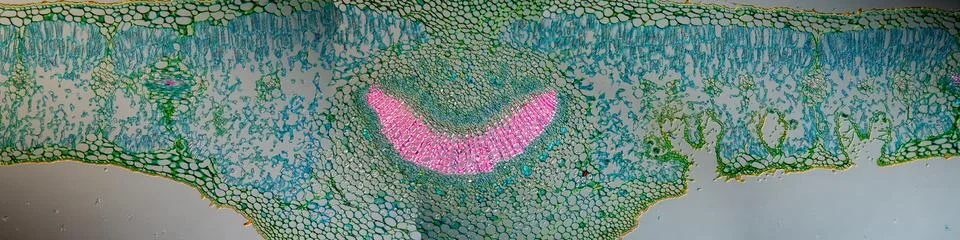 Oleander leaf in cross section 100x Stock Photos
