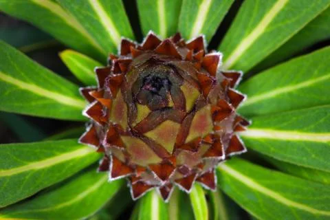 Oleander Leaf Protea Flower Bulb Abstract (Protea neriifolia) Stock Photos