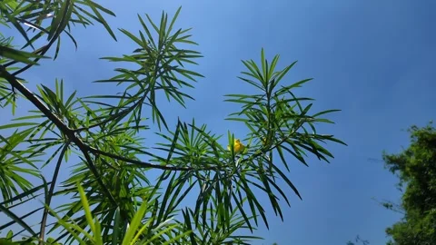 Oleander Leaves Close Up 4K UHD Video Stock Footage 317098117