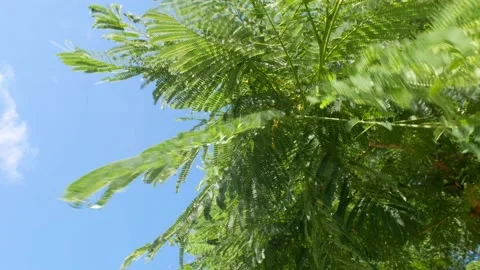 Oleander Leaves Stock Footage 136257108