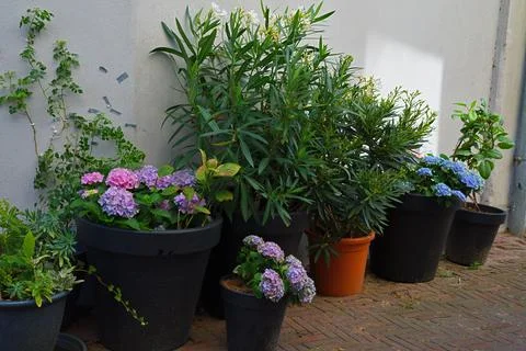 Oleander (Nerium oleander) with characteristic long, narrow, dark green lea.. Stock Photos