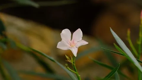 Oleander (Nerium oleander) flower head 库存照片