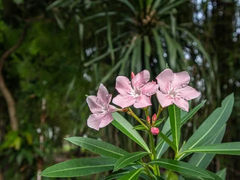 Oleander (Nerium oleander) Stock Photos