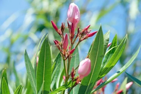 Oleander Stock Photos