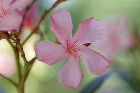 Oleander Stock-Fotos