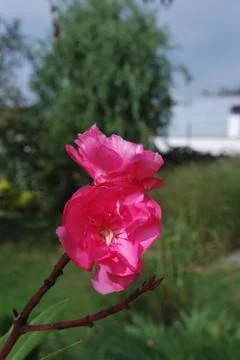 Oleander Stock Photos