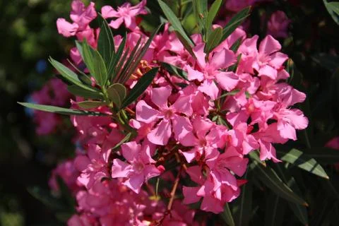 Oleander Stockfoto's