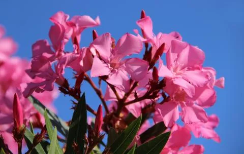 Oleander Stock Photos