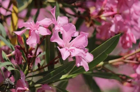 Oleander Stock Photos
