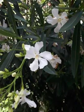 Oleander Stock Photos