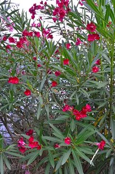 Oleander Stock Photos