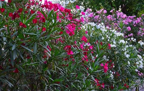 Oleander Stock Photos