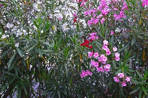 Oleander Stock Photos