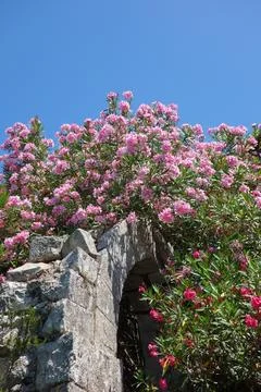 Oleander pink flower scient. class. Nerium oleander Stock Photos