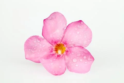Oleander pink Stock Photos