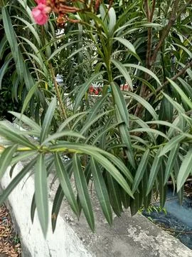 Oleander Plant Stock Photos