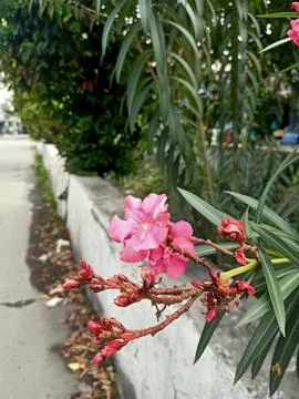 Oleander Plant Stock Photos