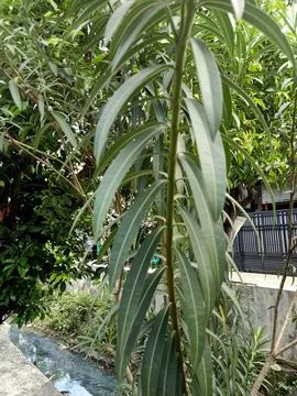 Oleander Plant Stock Photos