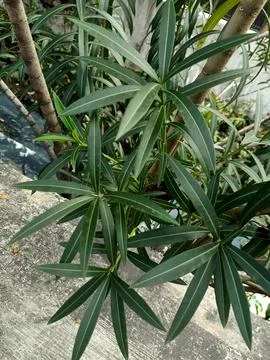 Oleander Plant Stock Photos
