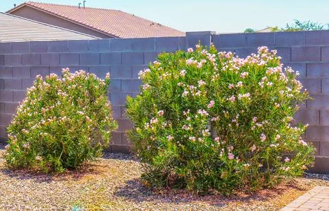 Oleander Plants In Back Yard Stock Photos