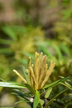 Oleander podocarp Stock Photos