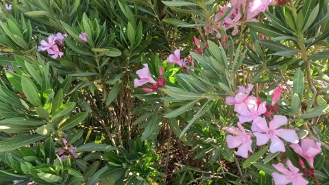 Oleander rose bay flower  Stock Footage 245903209