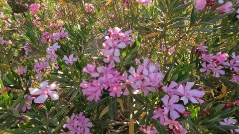 Oleander rose bay flower 動画素材 246387396