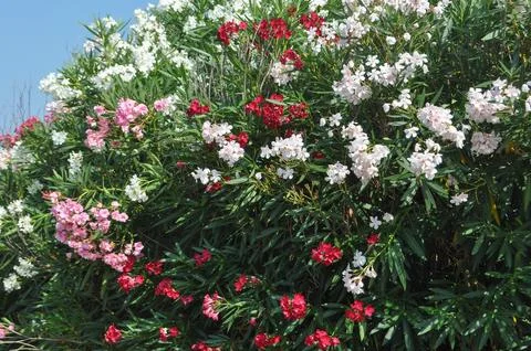 Oleander tree flowers Foto stock