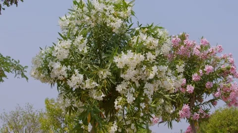 Oleander Tree Stock Footage 154552594